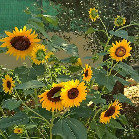 Saint George Hotel 3*