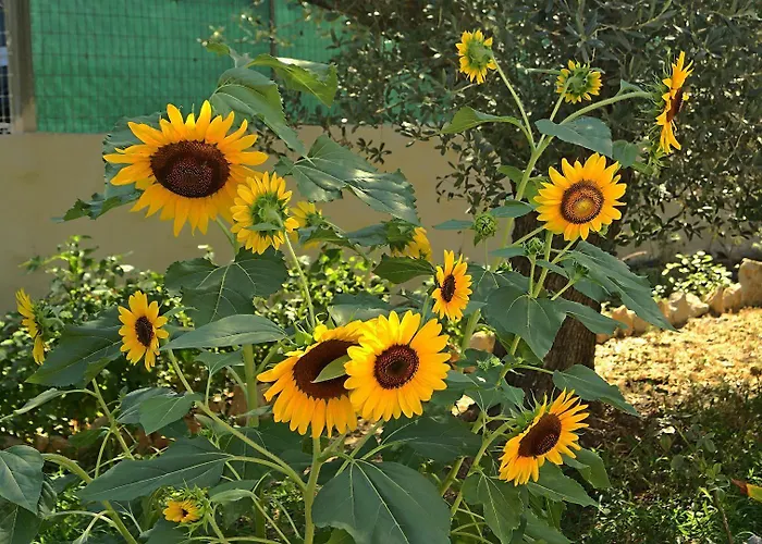 Saint George Szálloda 3*